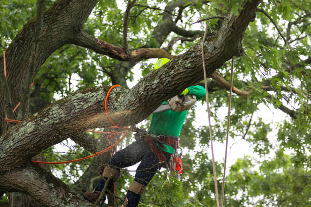 Reliable Cheat Lake, WV Tree Care Solutions
